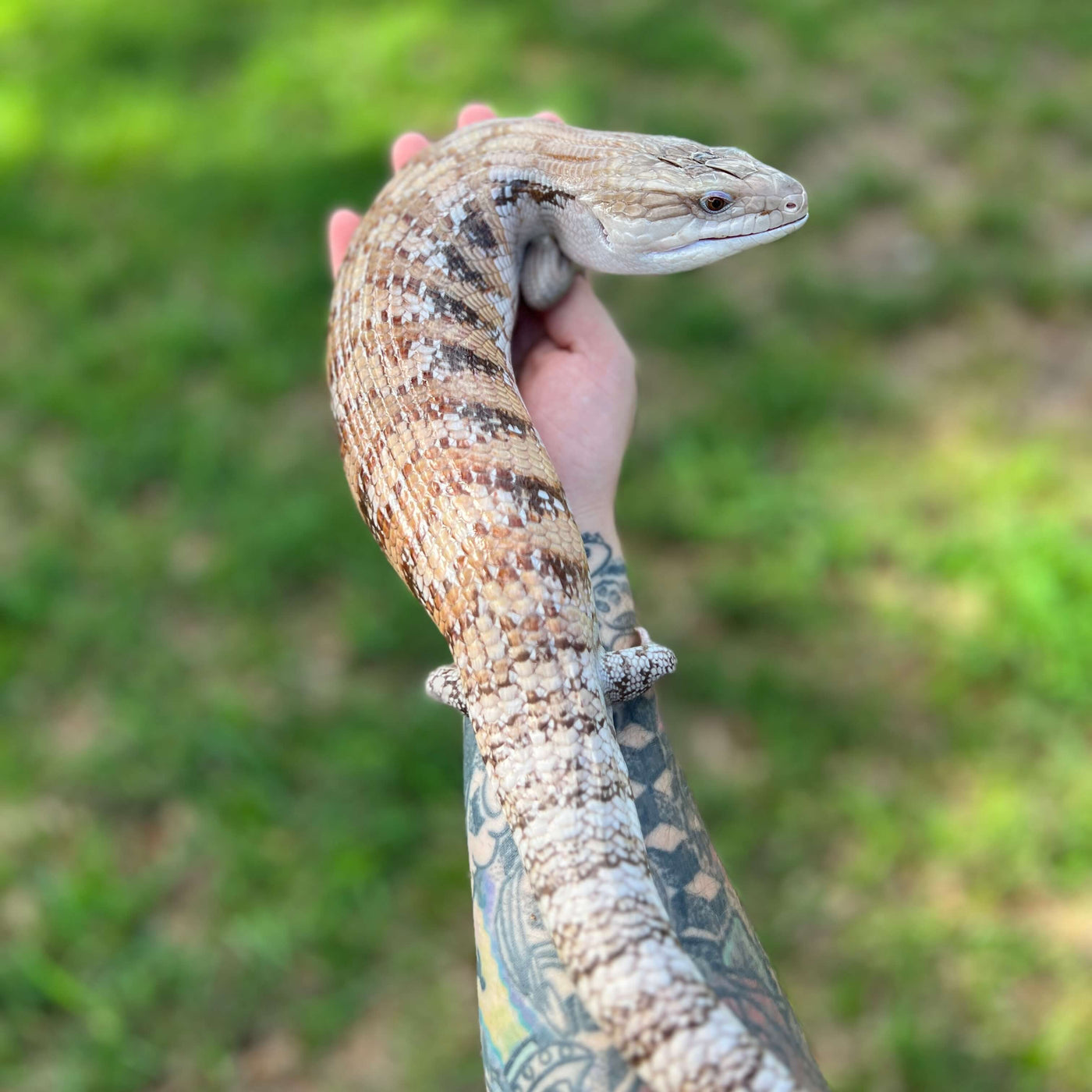 proven breeder adult female australian northern blue tongue skink for sale online at cheap prices