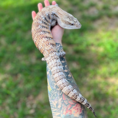 proven breeder adult female australian northern blue tongue skink for sale online at cheap prices