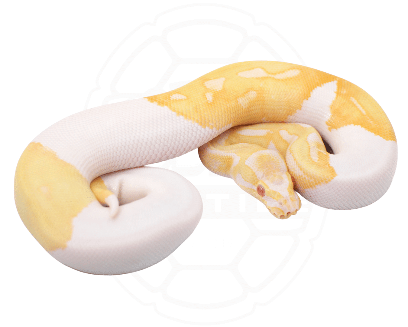 Albino Pied Ball Python