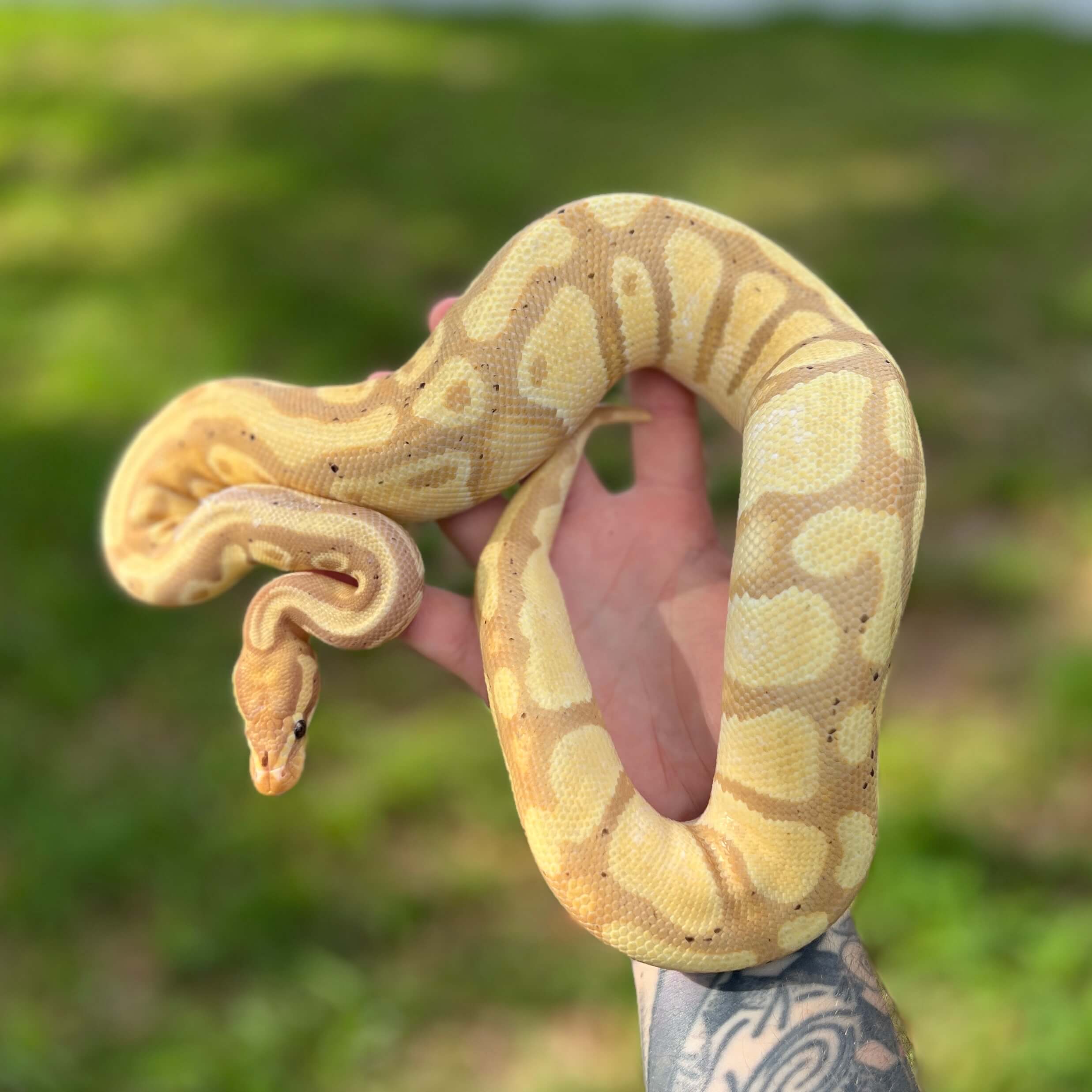 Full Grown Ball Python
