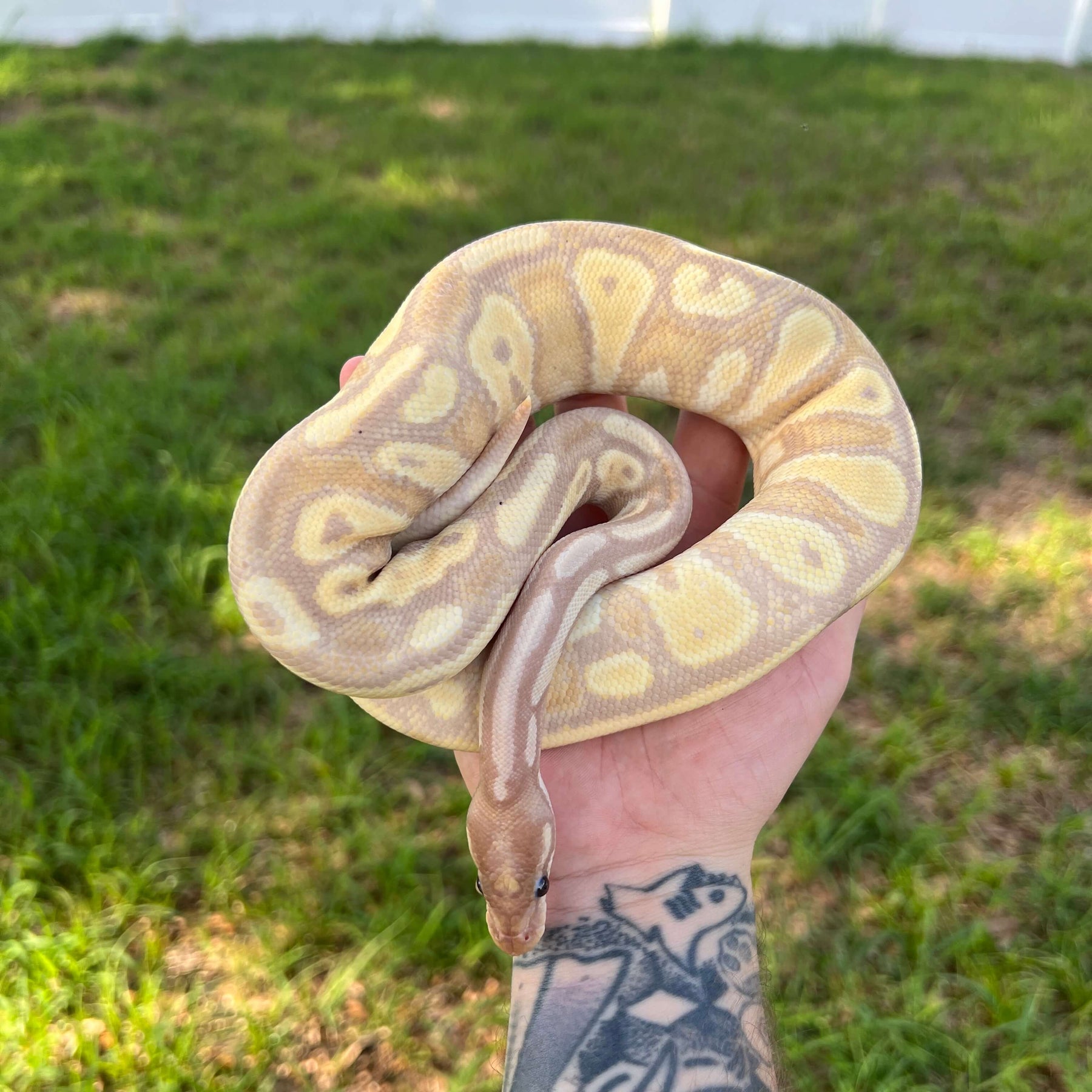 Banana Pied Ball Python