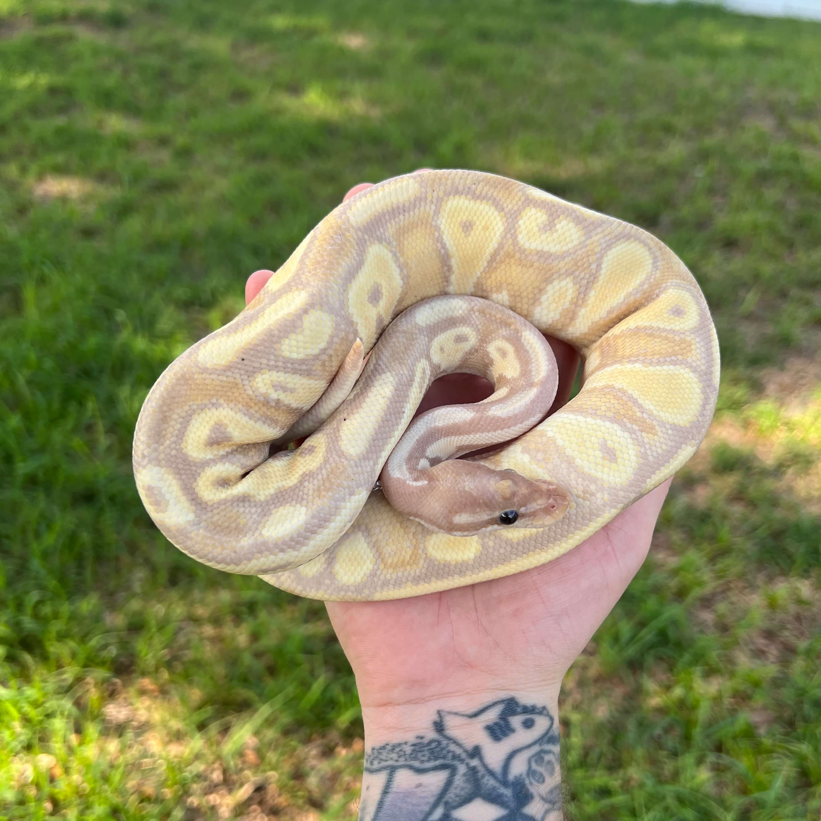 Piebald Ball Python