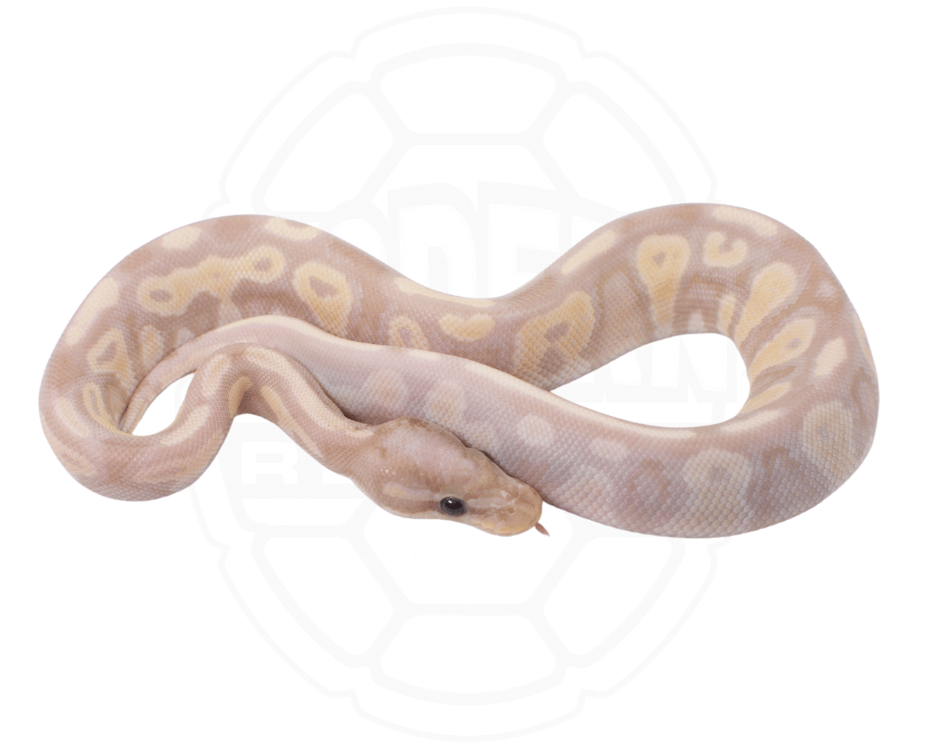 banana blackhead orange dream het pied ball python for sale online at cheap prices, buy ball pythons near me