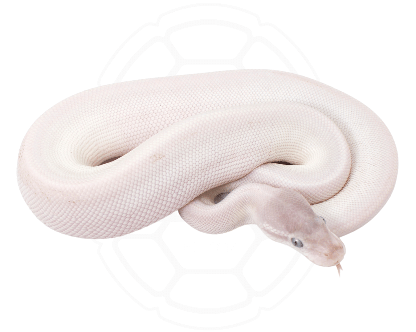 blue eyed lucy ball python for sale online at cheap prices, buy ball pythons near me
