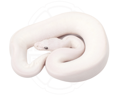 blue eyed lucy ball python for sale online at cheap prices, buy ball pythons near me