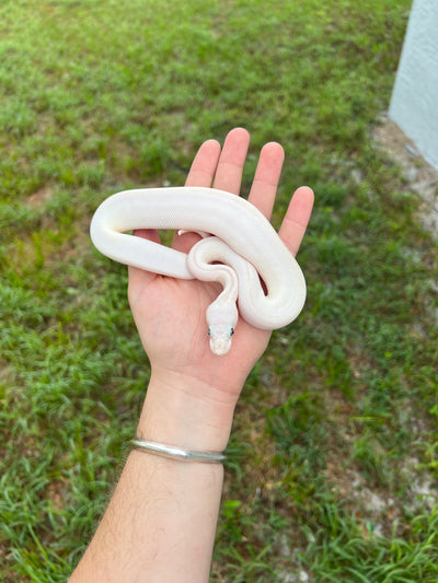 Blue Eyed Lucy Ball Python