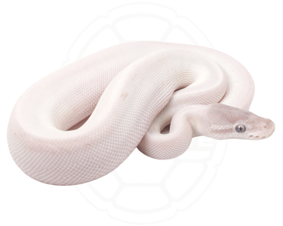 blue eyed lucy ball python for sale online at cheap prices, buy ball pythons near me