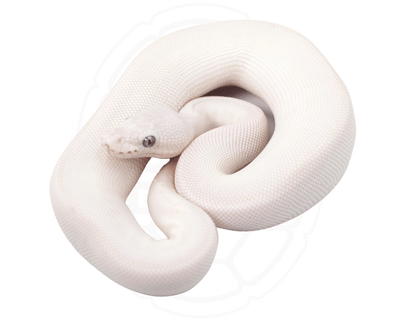 blue eyed lucy ball python for sale online at cheap prices, buy ball pythons near me