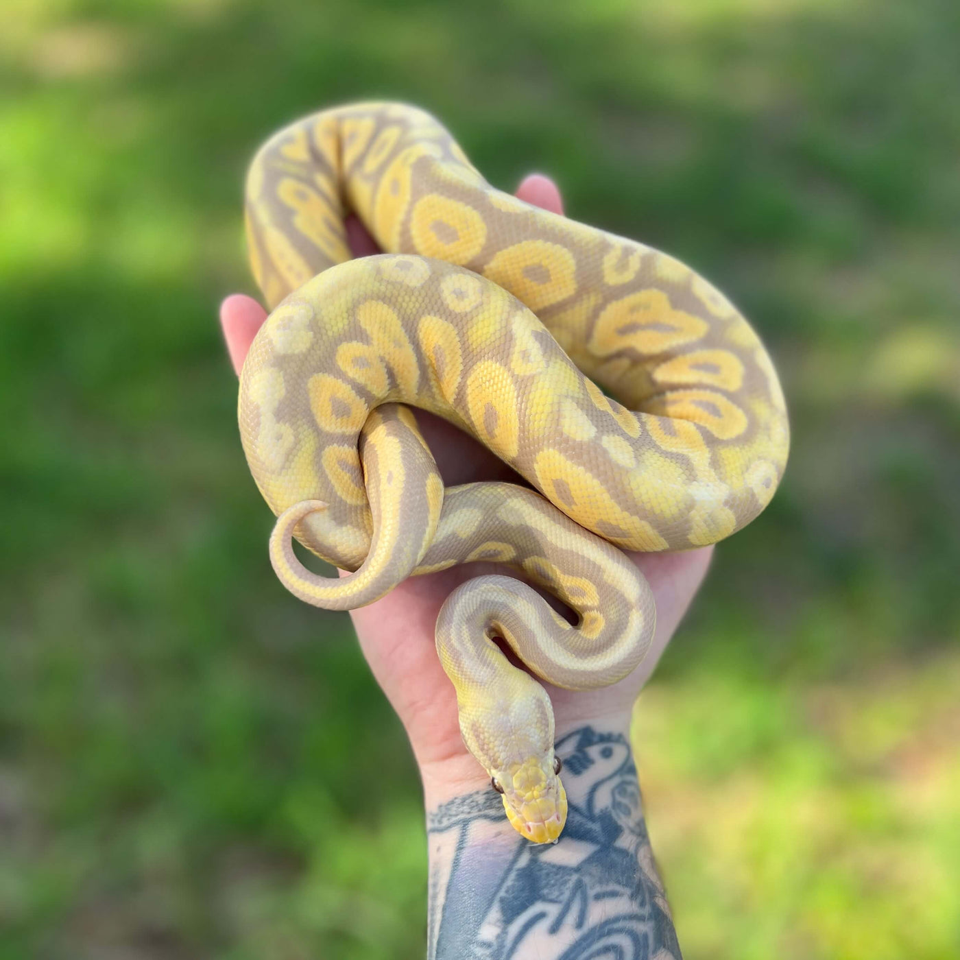 Pet Ball Python Snake For Sale