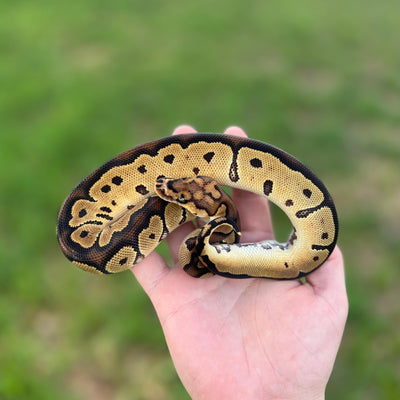 russo clown ball python for sale online at cheap prices, buy ball pythons near me