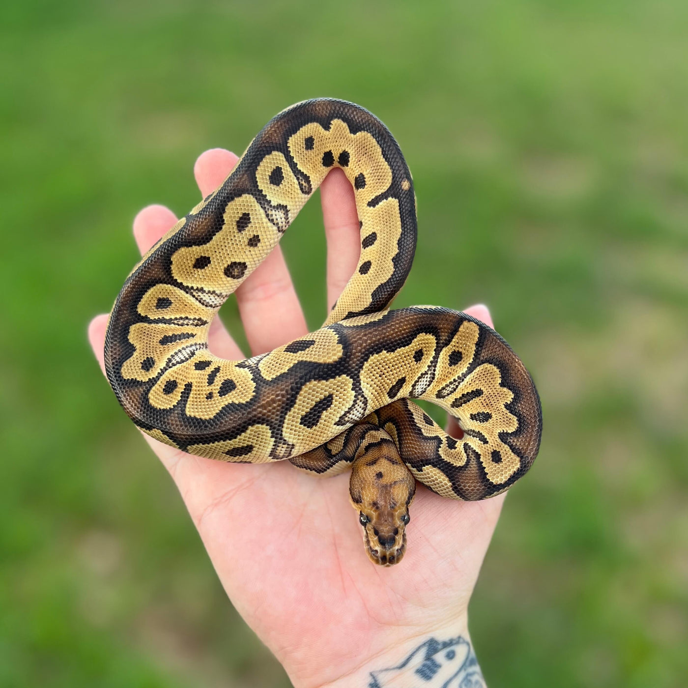 russo clown ball python for sale online, buy super fire ball pythons at cheap prices.