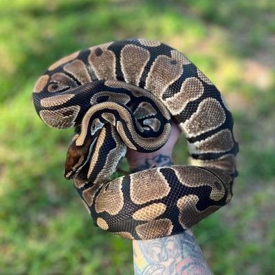 double het albino pied ball python for sale online, buy super fire ball pythons at cheap prices