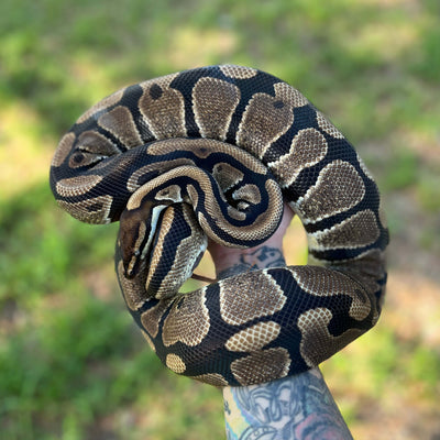 double het albino pied ball python for sale online, buy super fire ball pythons at cheap prices