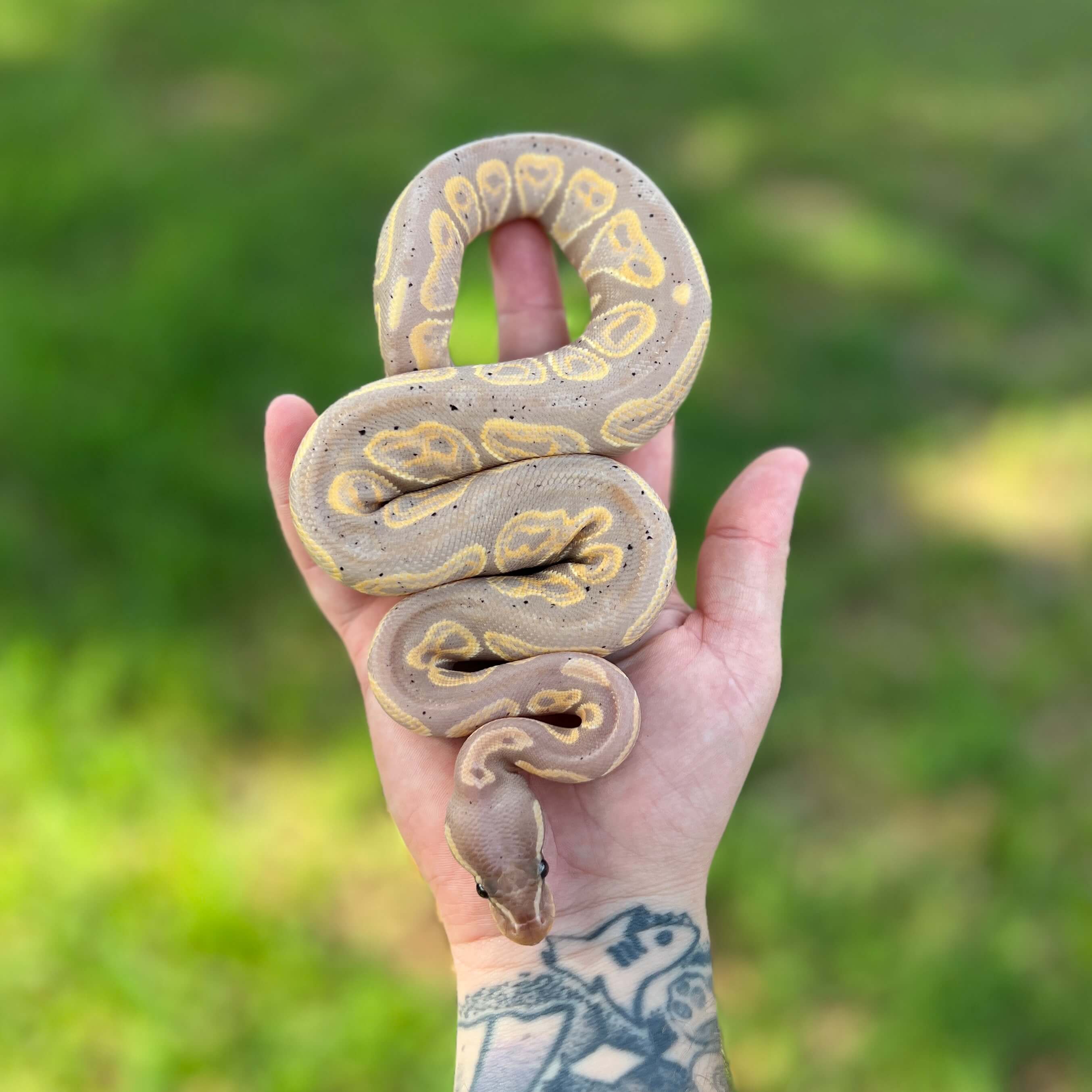 Banana Cinnamon Ball Python