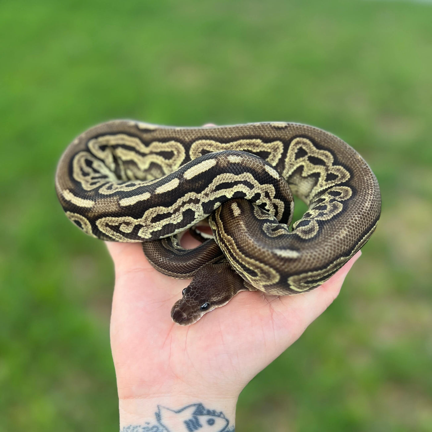 gargoyle ball python for sale online, buy super fire ball pythons at cheap prices.