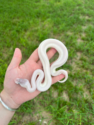 Blue Eyed Lucy Ball Python