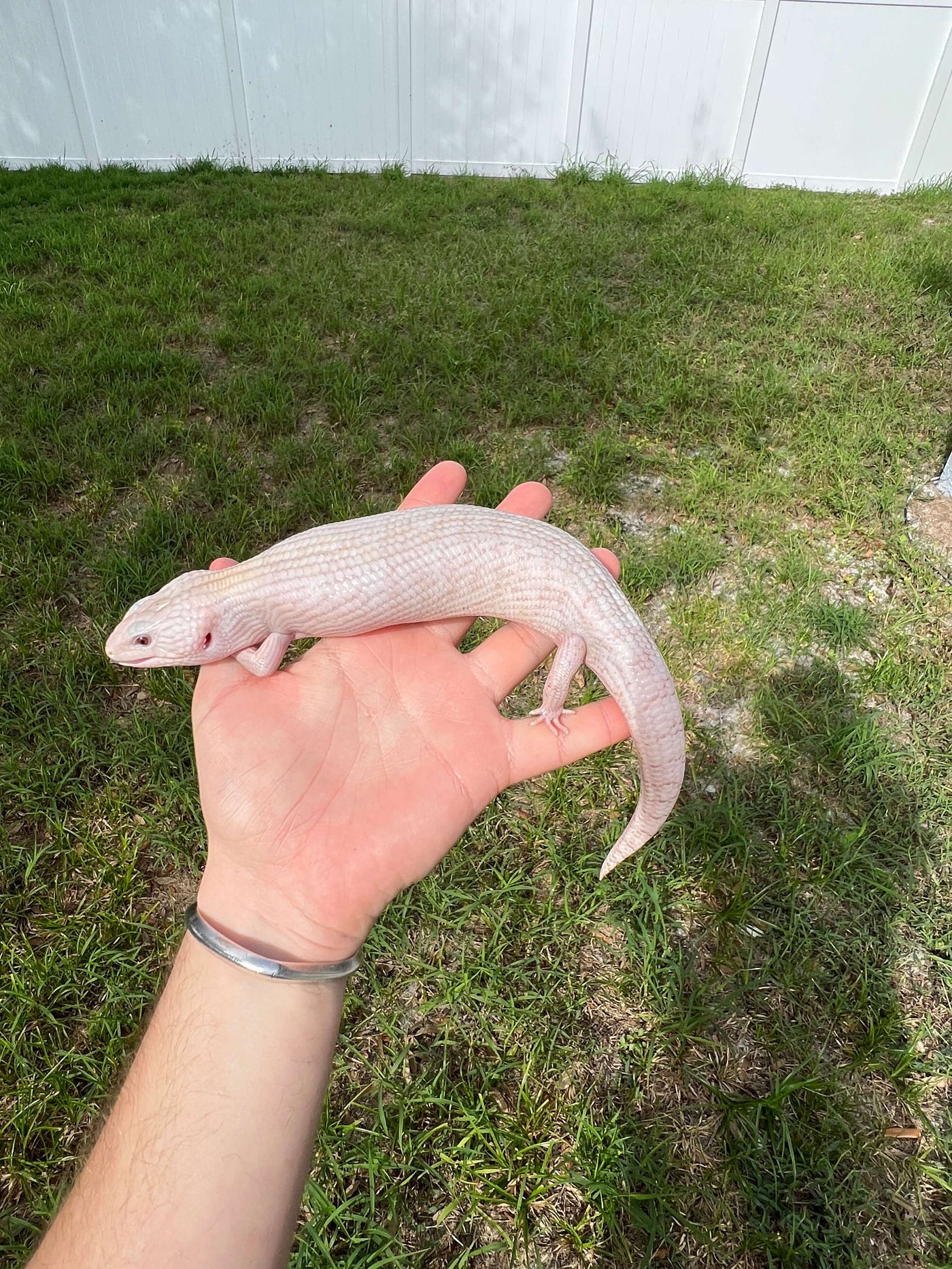 Ivory Northern Blue Tongue Skink