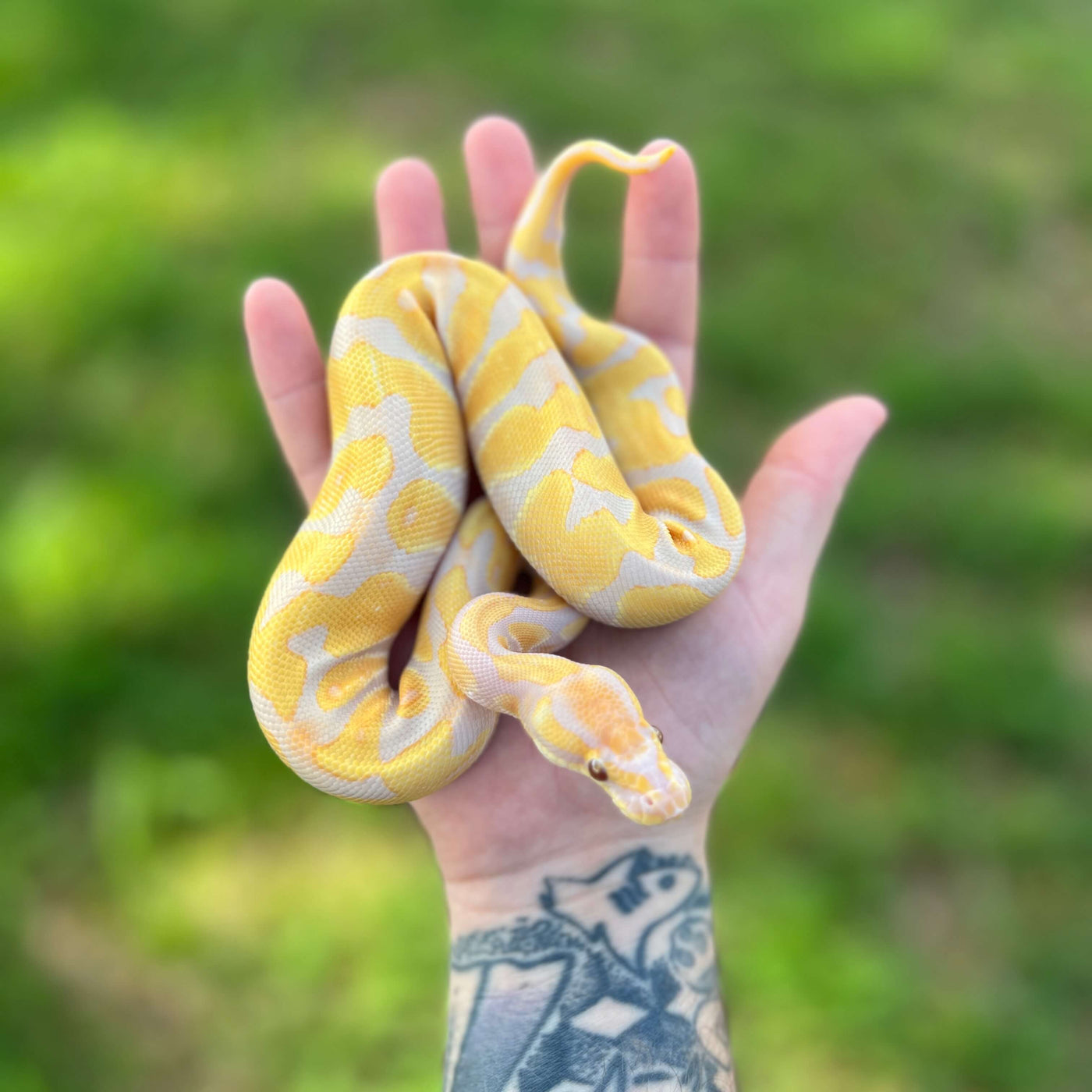 leopard enchi candy ball python for sale online, buy super fire ball pythons at cheap prices