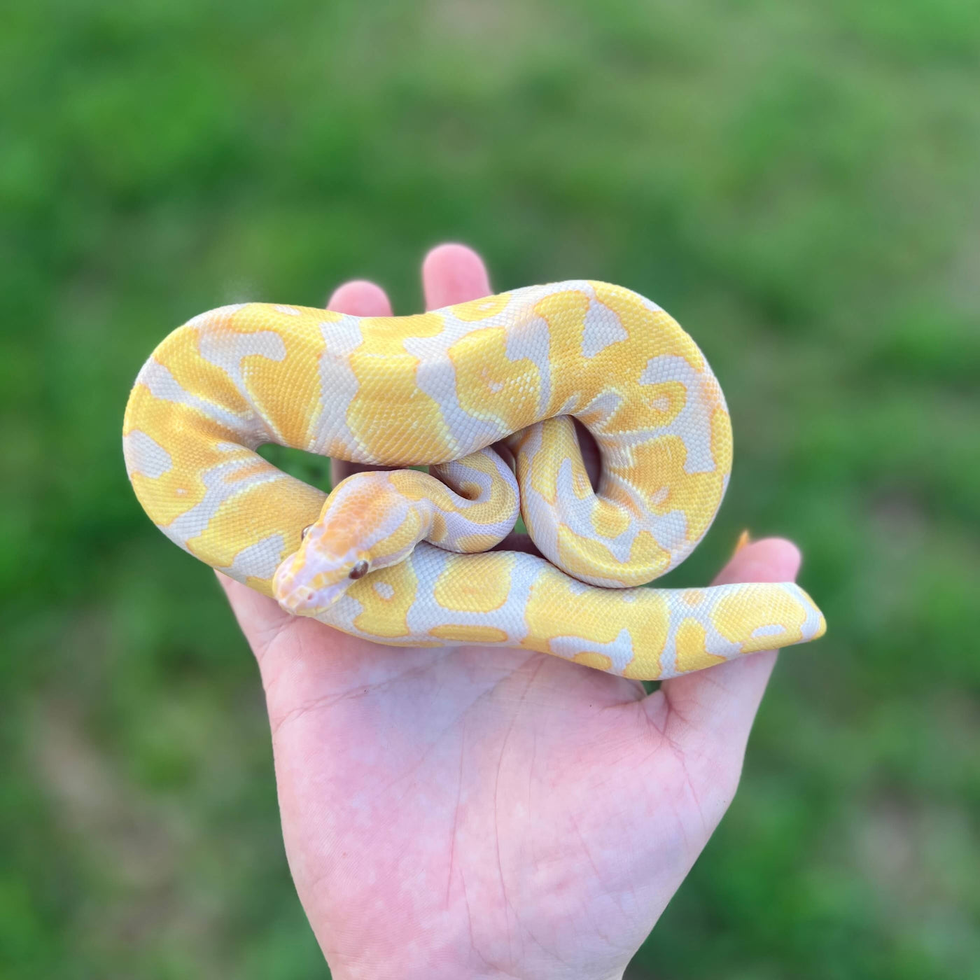 leopard enchi candy ball python for sale online, buy super fire ball pythons at cheap prices