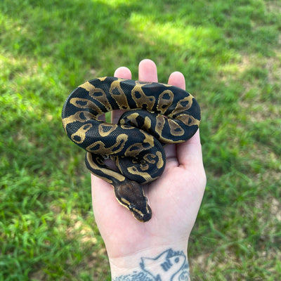 leopard het candy ball python for sale online, buy super fire ball pythons at cheap prices