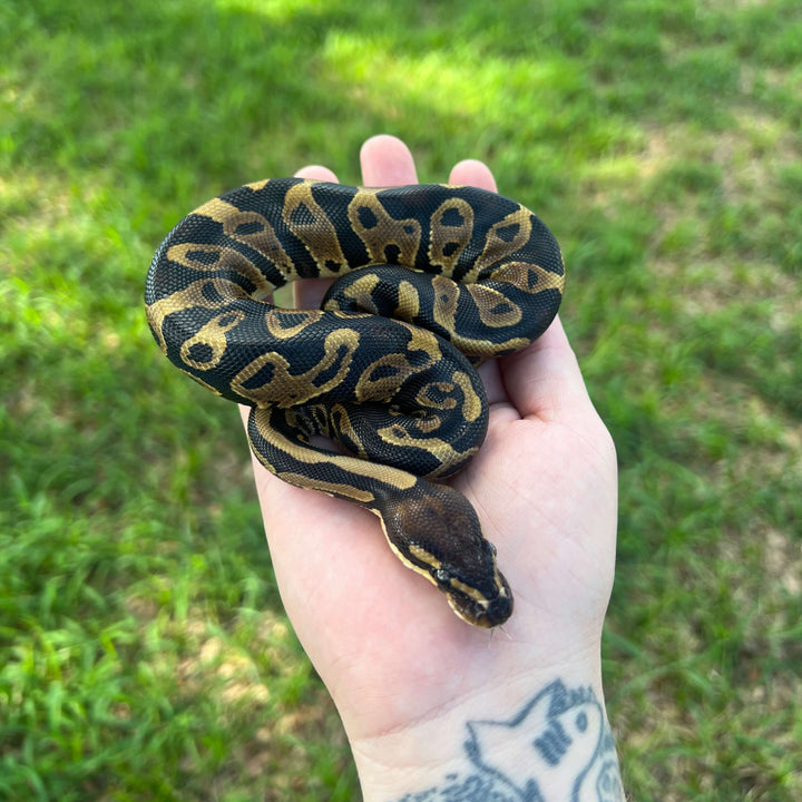 leopard het candy ball python for sale online, buy super fire ball pythons at cheap prices