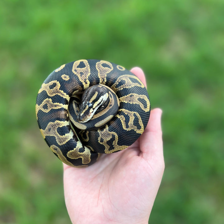 leopard het candy ball python for sale online, buy super fire ball pythons at cheap prices