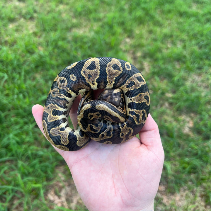 leopard het candy ball python for sale online, buy super fire ball pythons at cheap prices