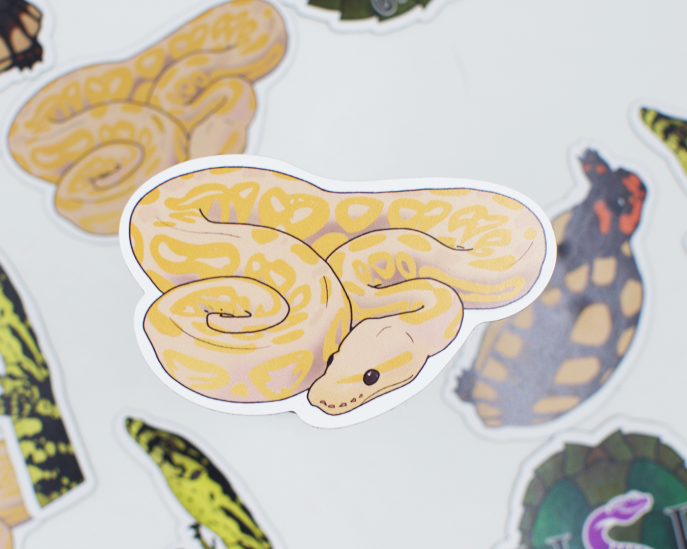 Limited Edition Reptile Magnets