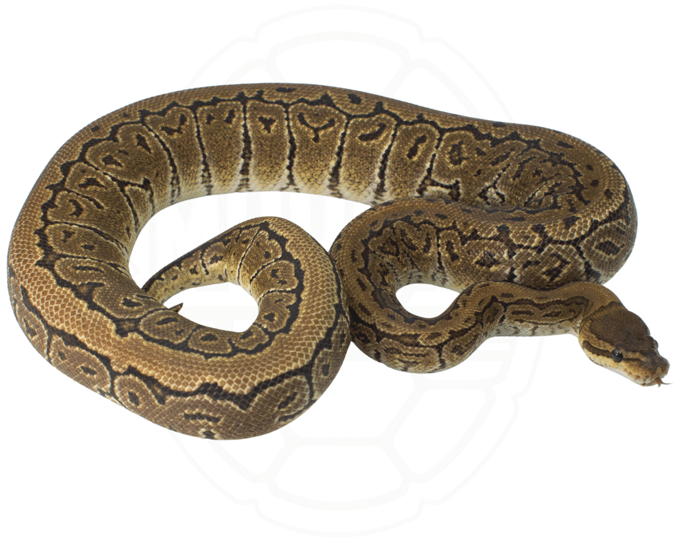 pinstripe het clown ball python for sale online at cheap prices, buy ball pythons near me