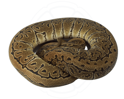 pinstripe het clown ball python for sale online at cheap prices, buy ball pythons near me