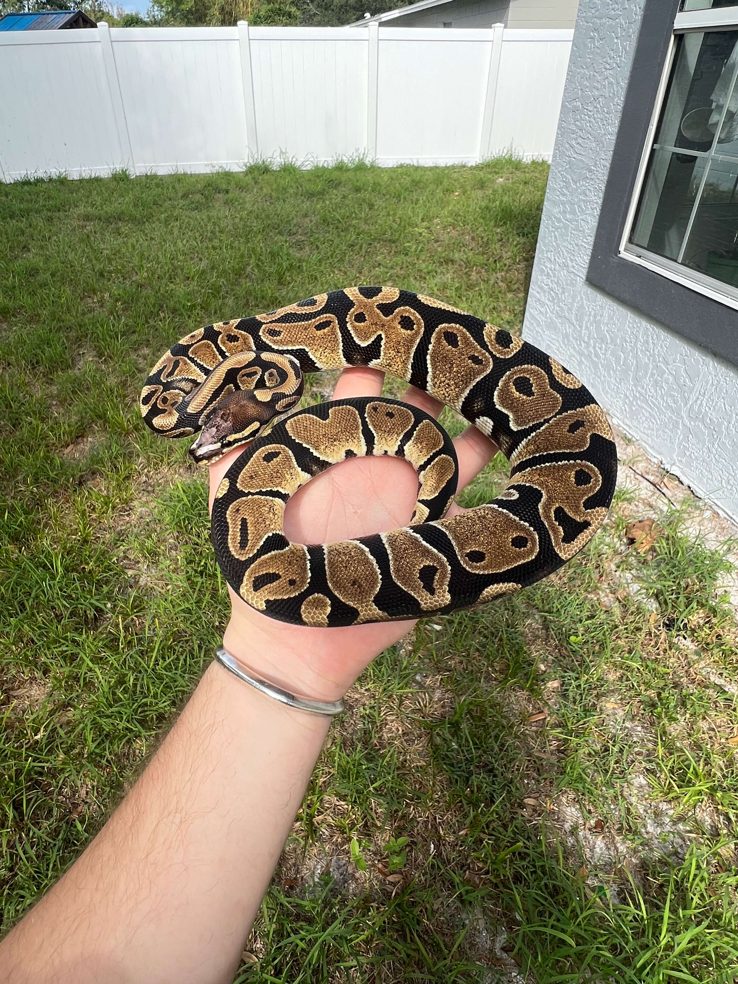 Scaleless Ball Python