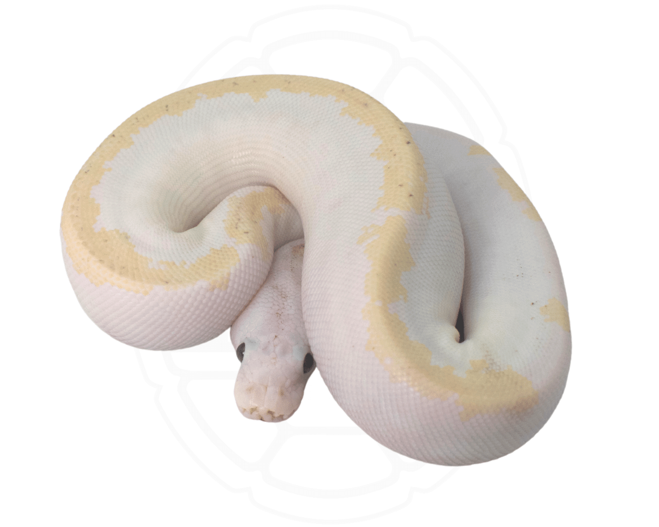 Pastel Super Fire Ball Python