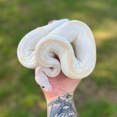 black eyed lucy ball python for sale online, buy super fire ball pythons at cheap prices.
