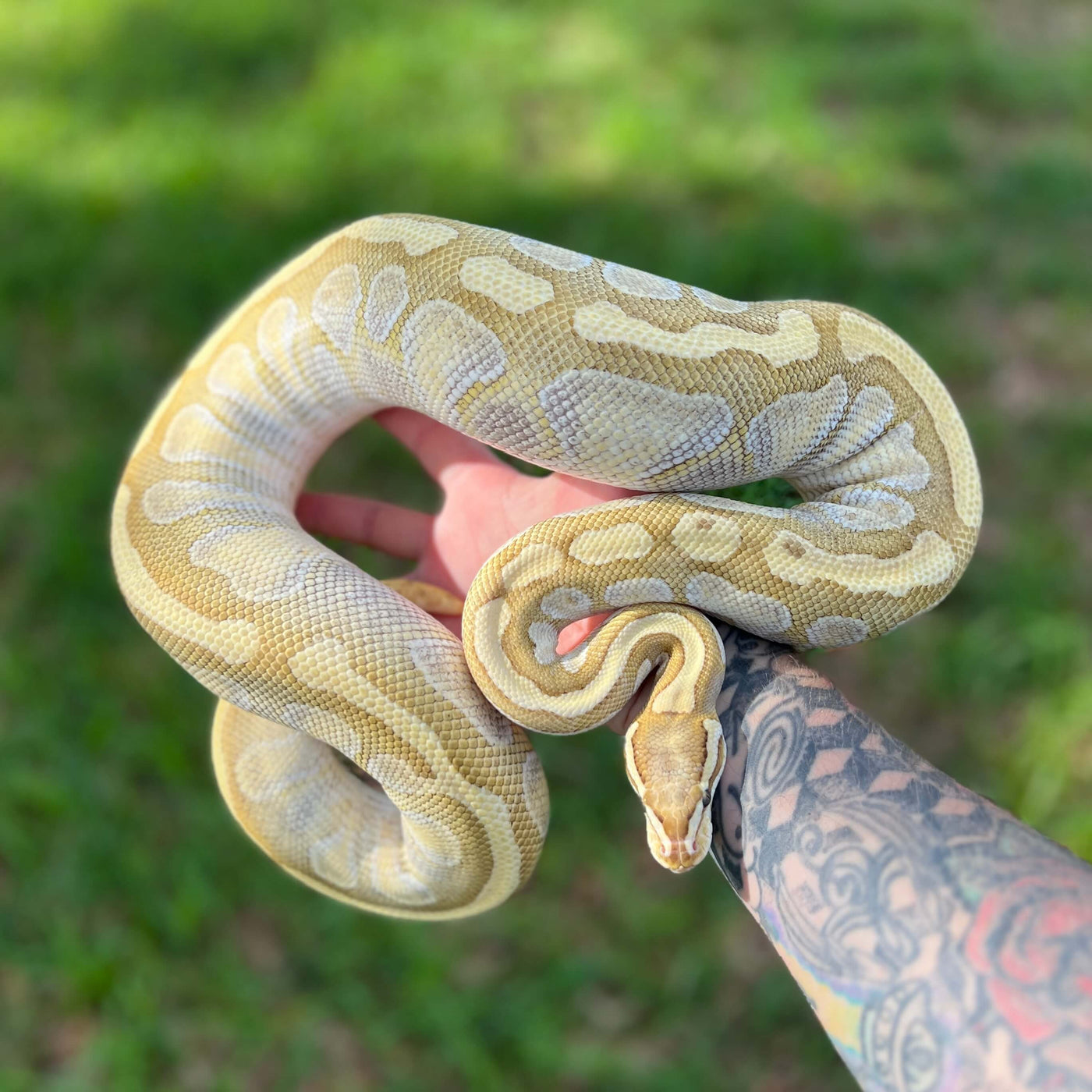 Vanilla enchi Lesser ball python for sale online, buy super fire ball pythons at cheap prices