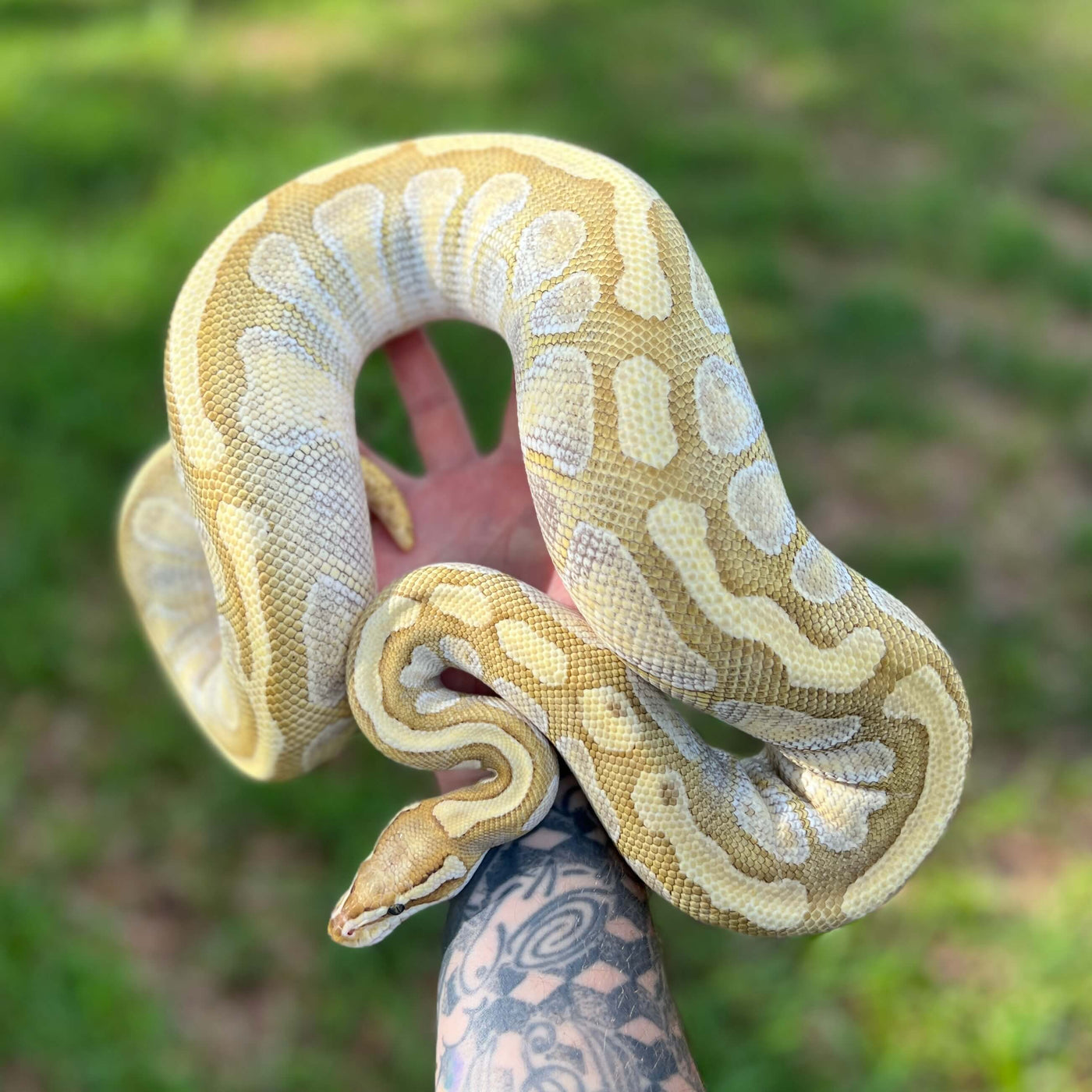 Enchi Lesser Ball Python